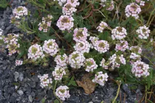 Aethionema saxatiles