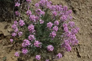 Aethionema schistosum