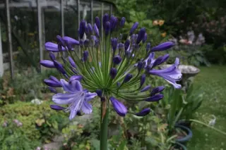 Agapanthus 'Amsterdam'