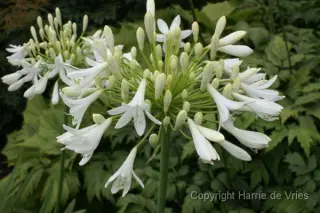 Agapanthus 'Arosa'