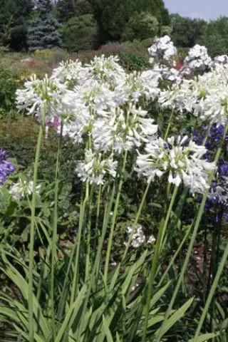 Agapanthus 'Arosa'