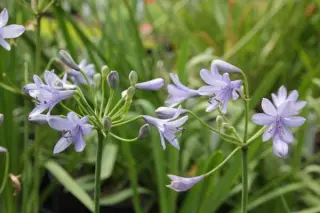 Agapanthus 'Ascona'