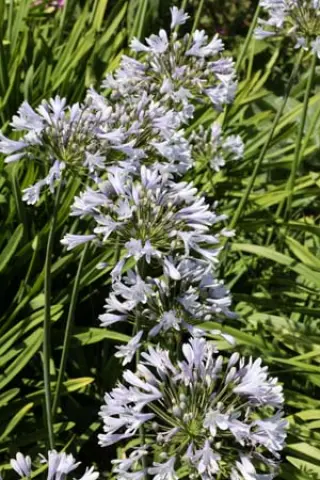 Agapanthus 'Avignon'