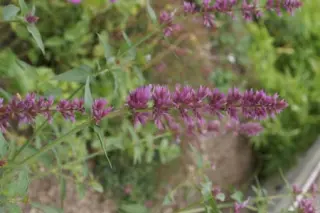 Agastache 'Ayala'