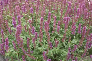 Agastache 'Ayala'
