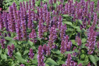 Agastache 'Beelicious Purple'