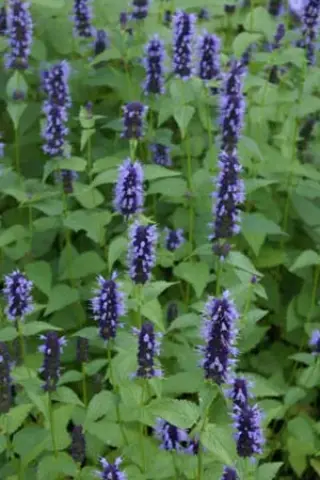 Agastache 'Blackadder'