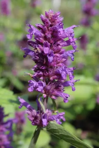 Agastache 'Blue Boa'