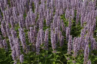Agastache 'Blue Fortune'