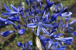 Agapanthus 'Blue Horizon'