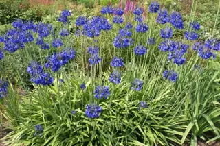 Agapanthus 'Bressingham Blue'