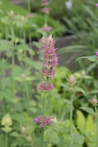 Agastache breviflora