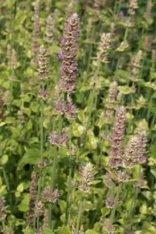 Agastache breviflora