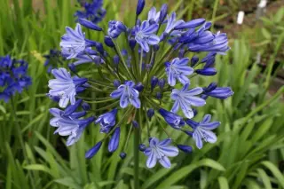 Agapanthus 'Catharina'