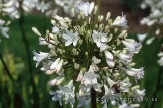 Agapanthus 'Cedric Morris'