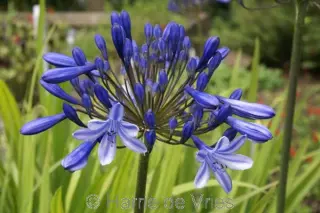 Agapanthus 'Davos'
