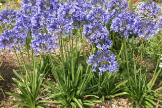 Agapanthus 'Davos'