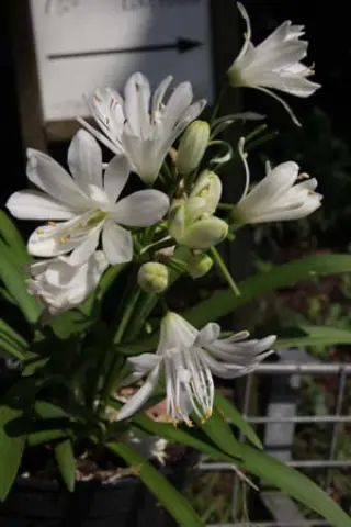 Agapanthus 'Double Diamond'
