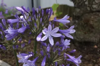 Agapanthus 'Dr. Brouwer'