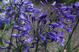Agapanthus 'Dubbeldam'