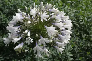 Agapanthus 'Enigma'