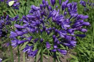 Agapanthus 'Florence'