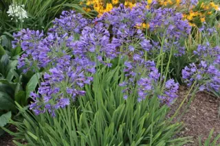 Agapanthus 'Florence'