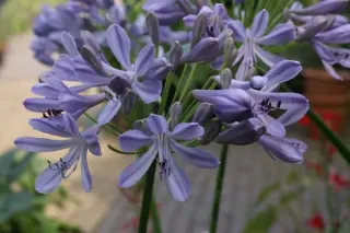 Agapanthus 'Glenavon'