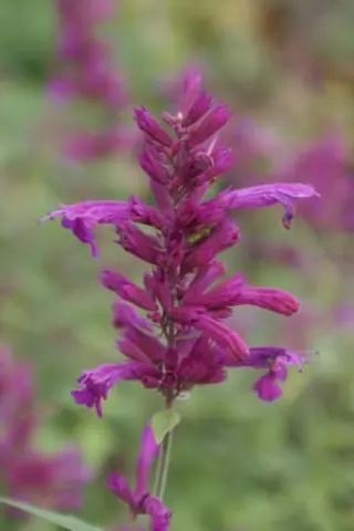 Agastache 'Heatwave'