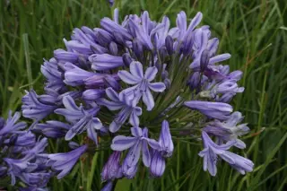 Agapanthus 'Holbeach'