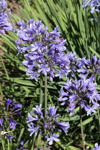Agapanthus 'Holbeach'