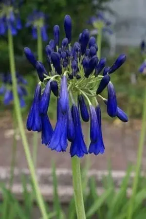 Agapanthus inapertus 'Graskop'