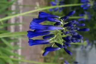 Agapanthus inapertus 'Graskop'