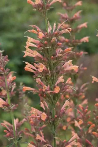Agastache 'Kolibri'