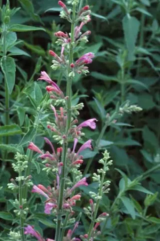 Agastache 'Large Pink'