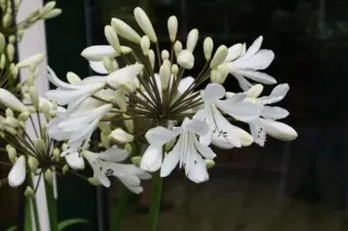 Agapanthus 'Leicester'