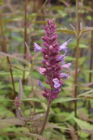 Agastache 'Linda'