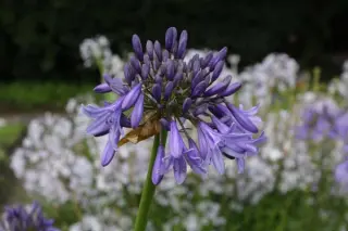 Agapanthus 'Loch Hope'