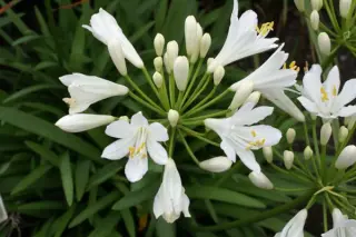 Agapanthus 'Lowland Nursery'