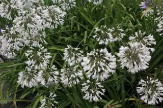 Agapanthus 'Malaga'