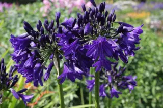 Agapanthus 'March. Kobalt Cracker'