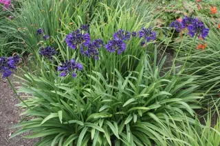 Agapanthus 'March. Kobalt Cracker'