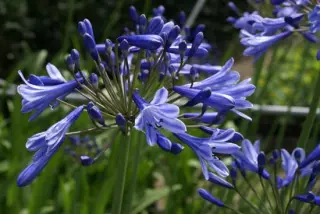 Agapanthus 'Martine'