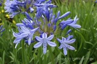Agapanthus 'Marianne'