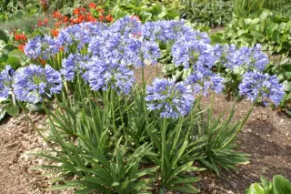 Agapanthus 'Marianne'