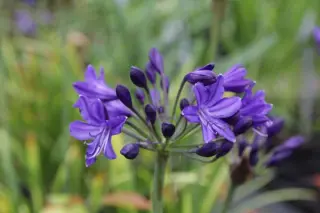 Agapanthus 'Maurice'