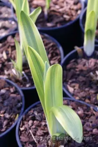 Agapanthus 'Meibont'