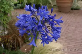 Agapanthus 'Meibont'