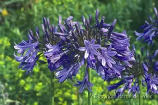 Agapanthus 'Midnight Star'