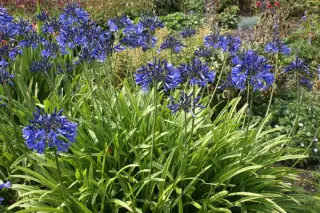 Agapanthus 'Midnight Star'